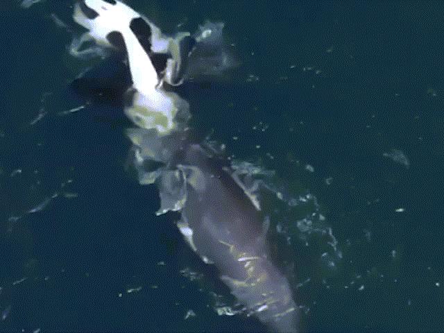 Cá voi sát thủ đối đầu cá voi xám: Đòn ”tử thần” đoạt mạng