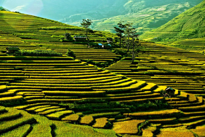 Mù Cang Chải, những mùa thương - 4