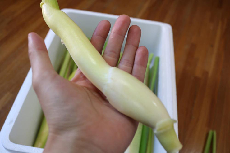 Loại tre này chỉ mọc dưới nước, được người Nhật gọi là “cỏ thần” - 5