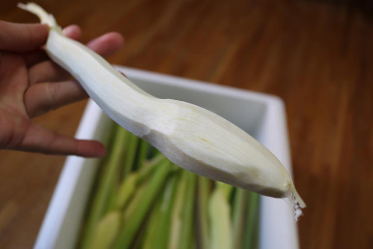 Loại tre này chỉ mọc dưới nước, được người Nhật gọi là “cỏ thần” - 6