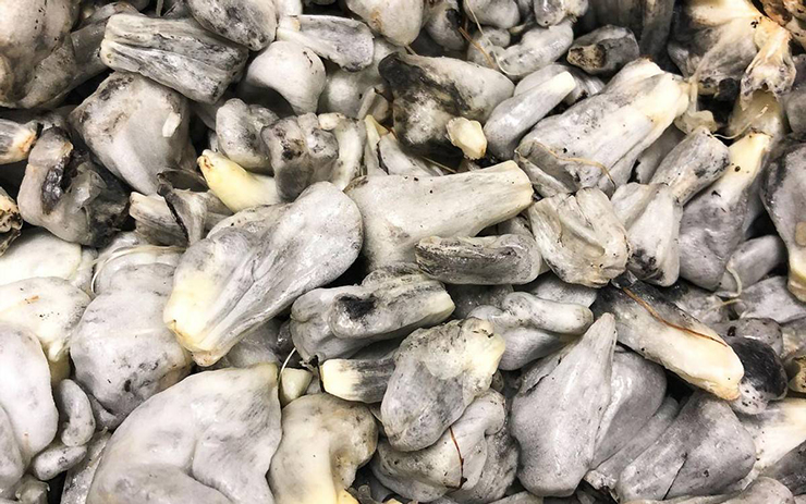 Trông đáng sợ và xấu xí nhưng loại bắp này lại là món ngon nổi tiếng, được săn đón với giá cao - 5