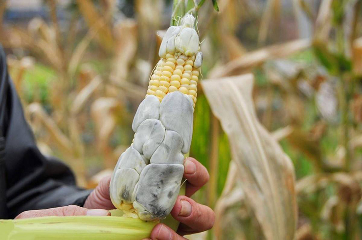 Trông đáng sợ và xấu xí nhưng loại bắp này lại là món ngon nổi tiếng, được săn đón với giá cao - 6