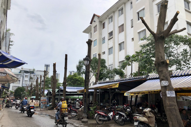Ngỡ ngàng với hình ảnh hàng cây 