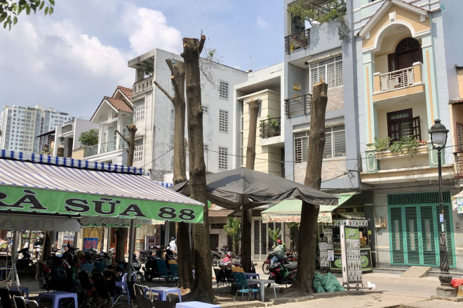 Ngỡ ngàng với hình ảnh hàng cây 
