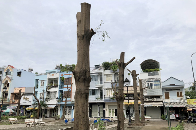 Ngỡ ngàng với hình ảnh hàng cây 
