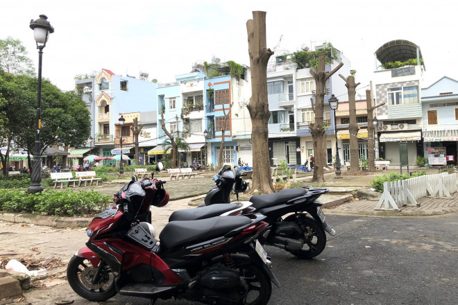 Ngỡ ngàng với hình ảnh hàng cây 