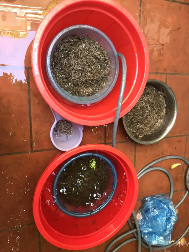 Chuyên gia kể chuyện làm món mắm tép chưng thịt ngon tuyệt chỉ Hà Nội mới có - 3