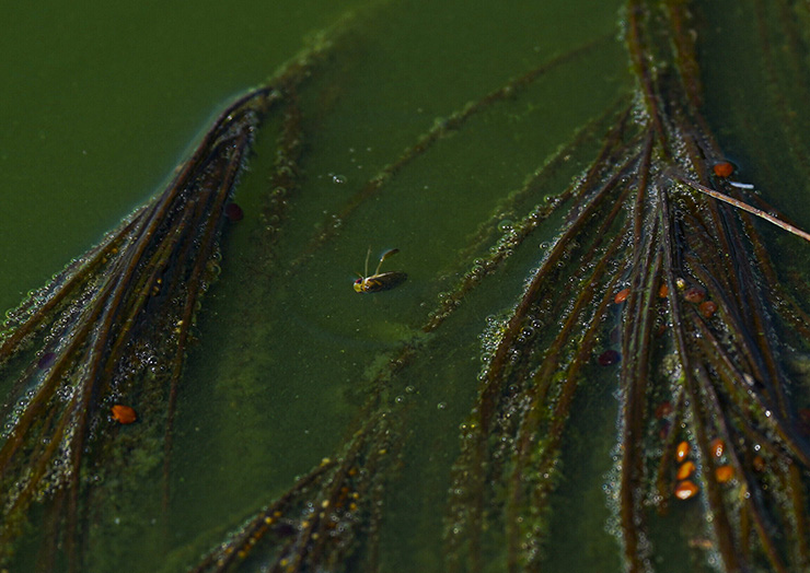 Trứng loại ruồi này được ví như “đồ ăn dành cho các vị thần”, sánh ngang trứng cá muối - 3