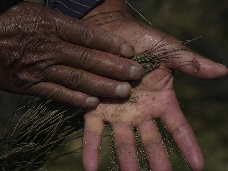 Trứng loại ruồi này được ví như “đồ ăn dành cho các vị thần”, sánh ngang trứng cá muối - 4