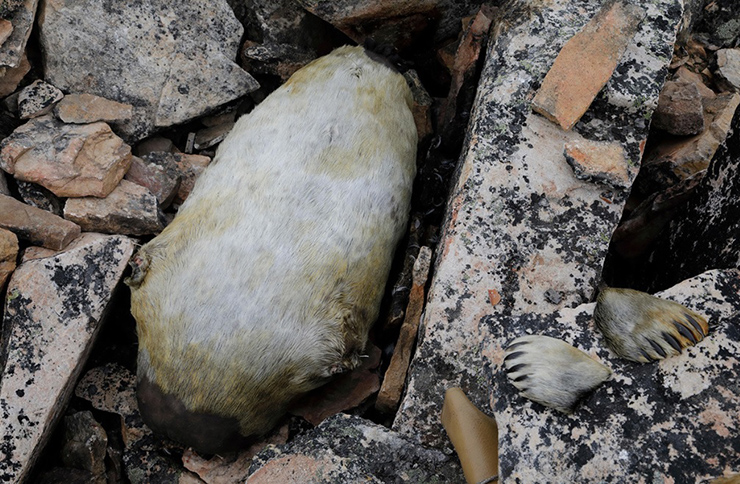 8 món đặc sản kinh dị nhất nước Nga, du khách rùng mình, bịt mũi sợ bị ngộ độc - 3