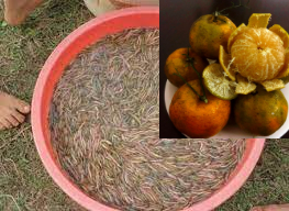 Quýt hôi kết hợp với giun đốt thành món ngon thần thánh tiến vua, ăn vụng không thể giấu nổi mùi - 3