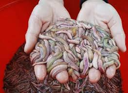 Rươi kho - món dễ làm nhưng ăn cực thích và cách kho ngon nhất của người miền Bắc - 1