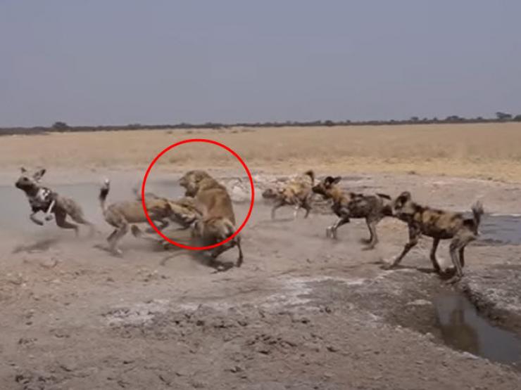 Sư tử bị bầy chó hoang khát mồi bao vây, thay nhau truy sát