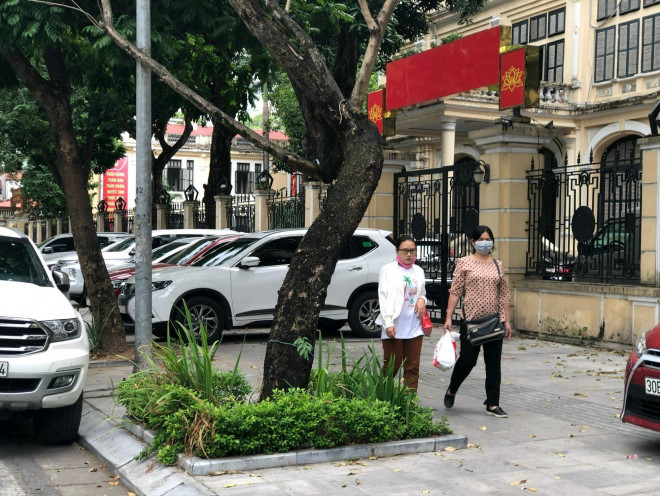 Loạt cây xanh chết trên đường phố Hà Nội nghi do đầu độc - 1