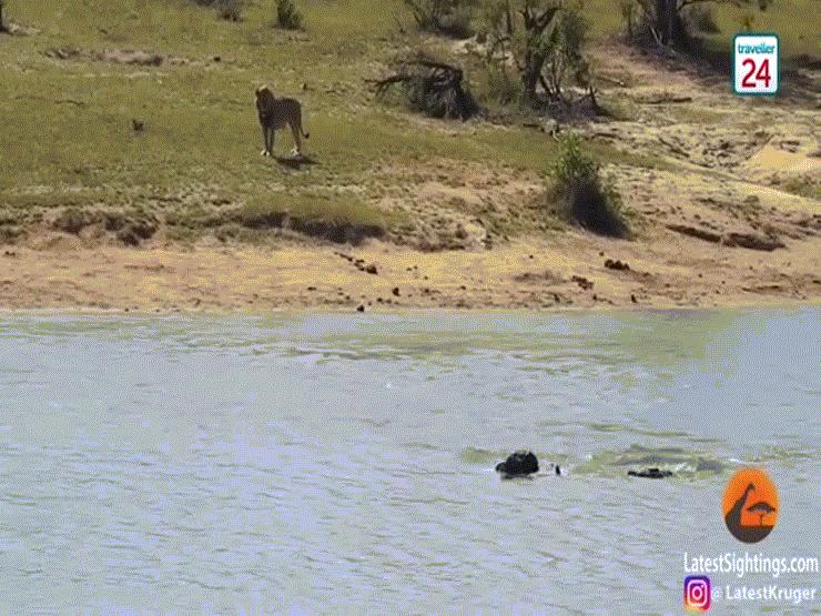 Video: Đụng độ cả sư tử và cá sấu, trâu rừng sống sót một cách thần kỳ