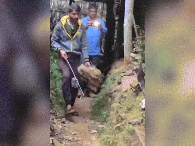 Video: Hổ mang chúa khổng lồ 4 mét lầm lì trườn về phía thợ bắt rắn, tung đòn quyết liệt