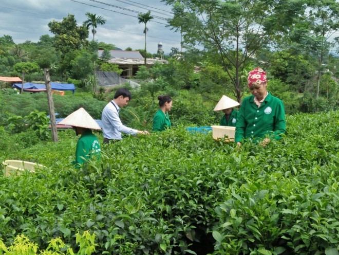 Đằng sau câu nói "chè Thái, gái Tuyên", đi tìm ra đệ nhất hảo hạng danh trà Thái Nguyên - 1
