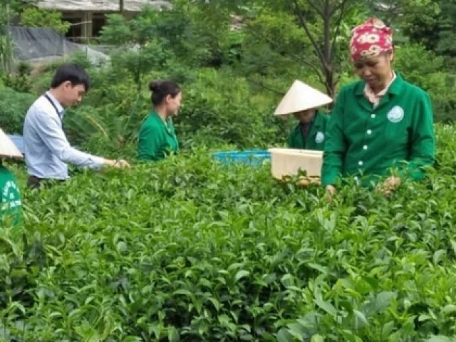 Đằng sau câu nói ”chè Thái, gái Tuyên”, đi tìm ra đệ nhất hảo hạng danh trà Thái Nguyên