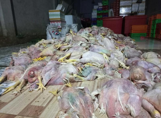 Thu mua gà chết 4.000đ/kg về làm sạch đem bán - 1