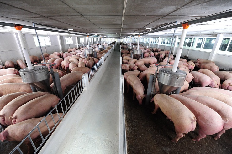 Bất ngờ giá thịt lợn giảm từ chuồng đến chợ, tiểu thương vẫn kêu trời vì ế - 1