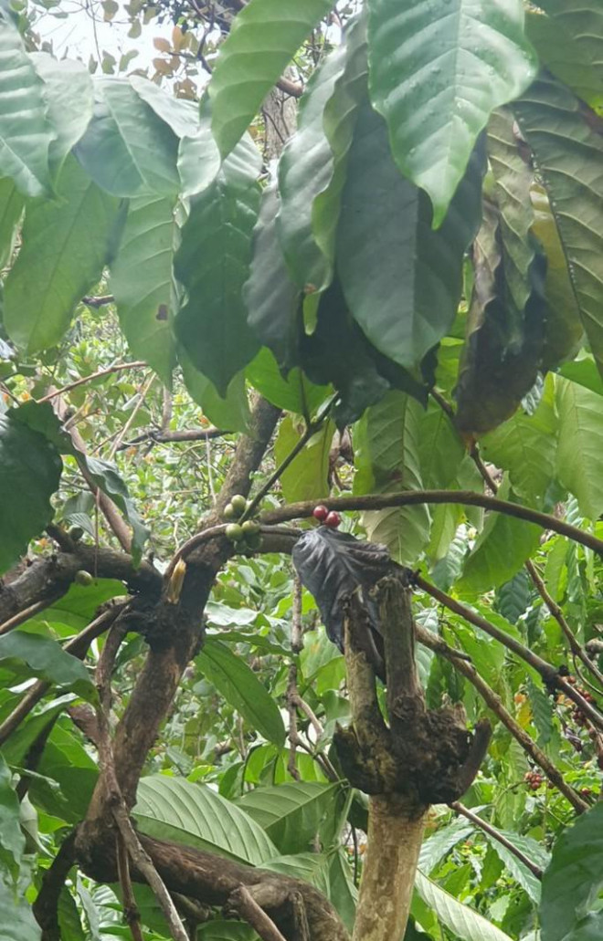 Vợ chồng và cháu 2 tuổi bị sét đánh trúng - 1