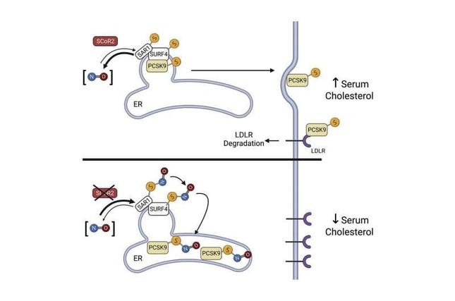 Phát hiện ra loại thuốc uống mới có thể giảm cholesterol, tốt với bệnh nhân ung thư - 1