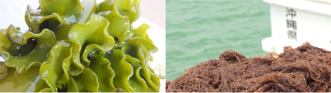 Kích hoạt hệ thống miễn dịch từ chất siêu nhờn của tảo nâu - 1