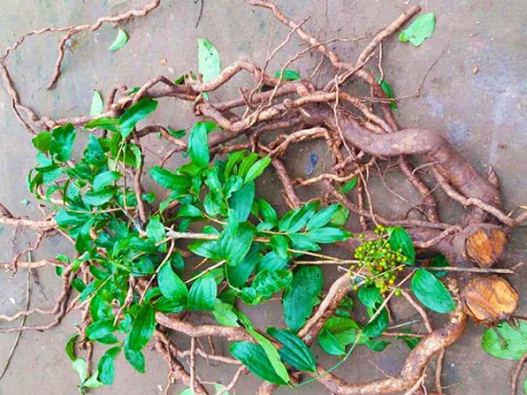 Cây mọc dại ở Việt Nam không ngờ là loại sâm quý, dân đào về bán 350.000 đồng/kg