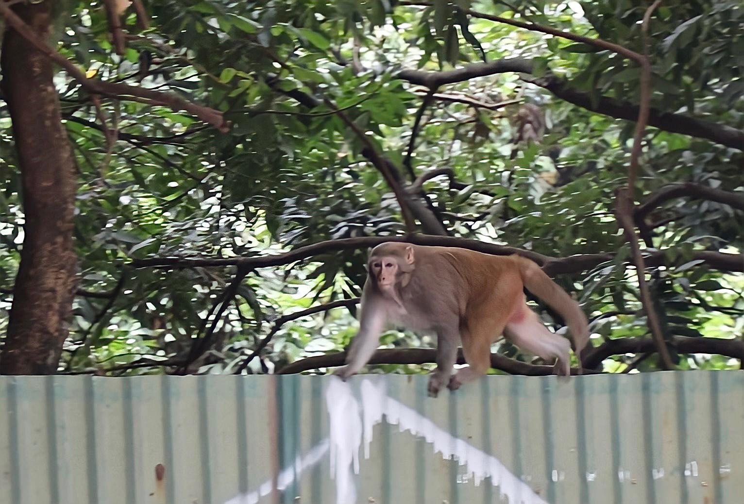 Tạm dừng thổi tiêu tẩm thuốc mê để truy bắt con khỉ hoang “thoắt ẩn, thoắt hiện” ở Hà Nội - 1