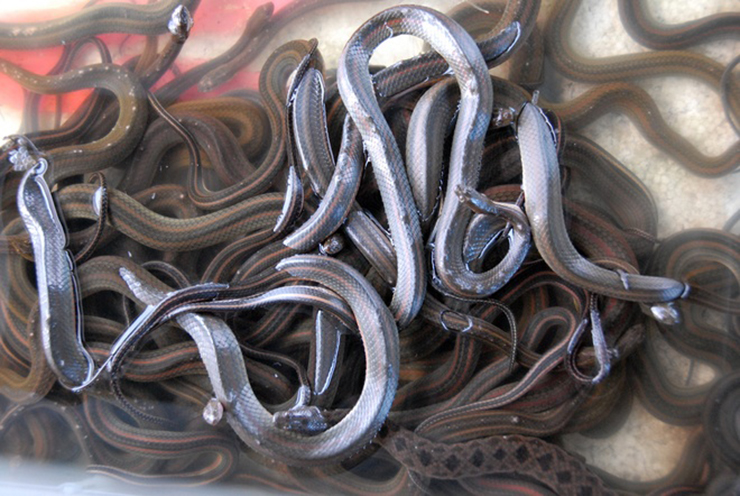 Khô rắn - cái tên chắc hẳn ai nghe thấy cũng "rùng mình" bởi con rắn là loài đáng sợ
