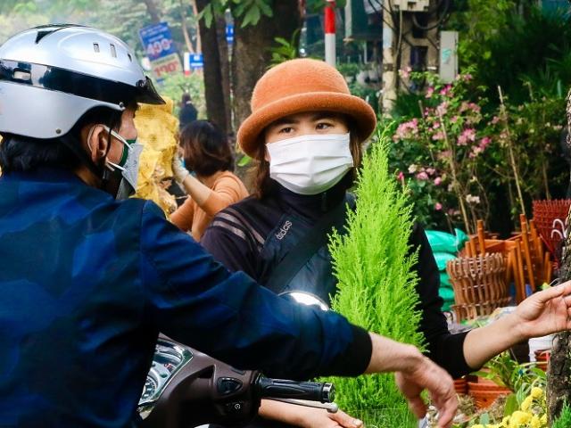 Tùng thơm “cháy hàng”, người Hà Nội đổ xô đi mua cây trước thềm Giáng sinh
