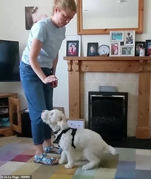 Chú chó điếc có cuộc sống không ngờ sau khi học ngôn ngữ ký hiệu - 1