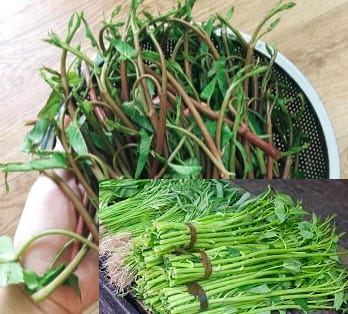 Chuyện ít biết về hai cô gái đẹp và loại rau muống tiến vua của người Hà Nội ai ăn cũng thích - 1