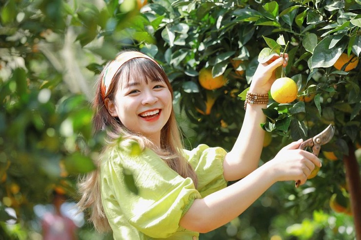 “Đột nhập” vườn cam “rốn lồi” tại Mộc Châu, khách tìm mua với giá 80 nghìn đồng/kg - 1