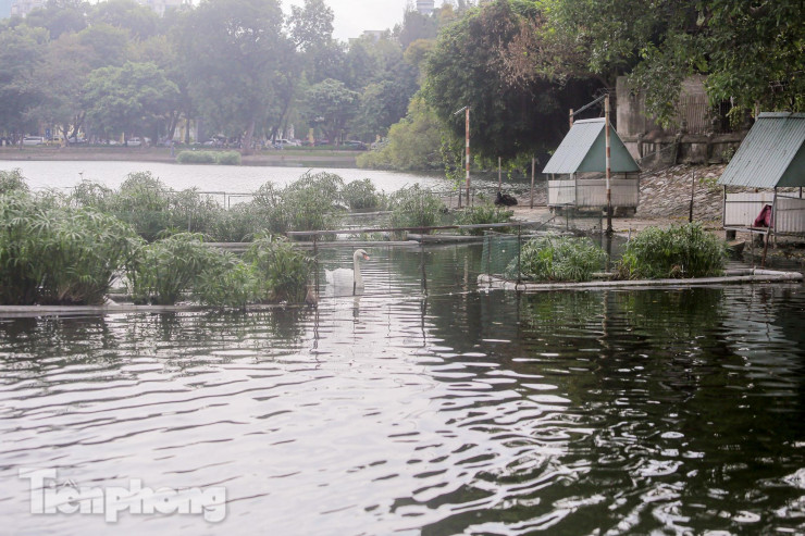 Cận cảnh những con thiên nga còn sót lại ở hồ Thiền Quang - 1