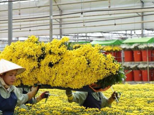 Tết 2023, giá hoa dự báo sẽ tăng 10- 30%