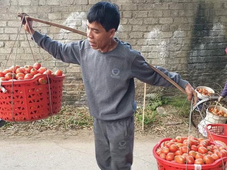Từng đắt hơn hoa quả nhập khẩu, cà chua bất ngờ rớt giá xuống dưới 10.000 đồng/kg