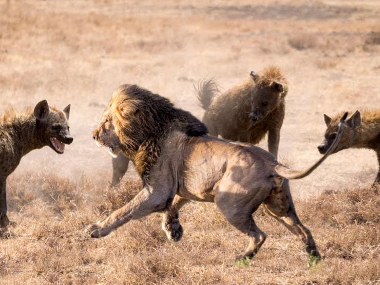 Sư tử, báo đốm bị ”đội quân” linh cẩu truy sát kinh hoàng