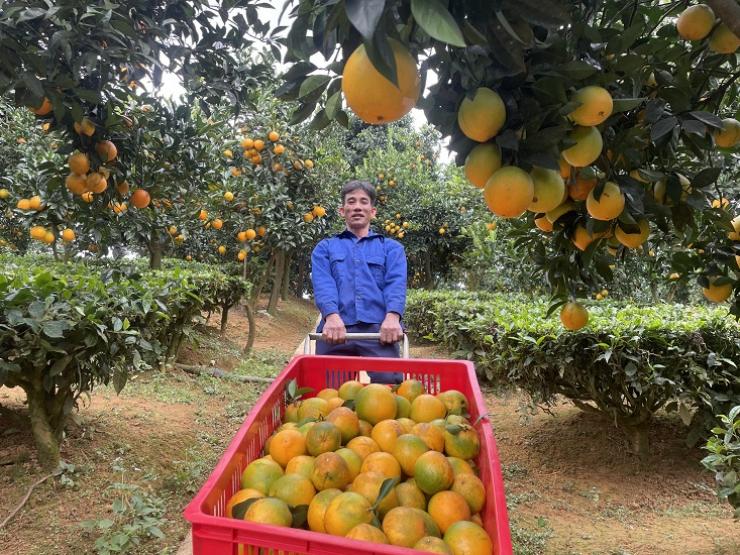 Khởi nghiệp từ 2 quả cam mua cho vợ bầu, anh nông dân thu gần tỷ đồng/năm