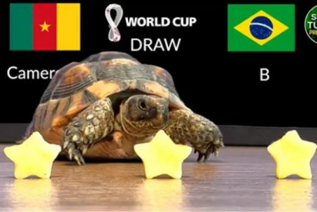 Tin nóng bóng đá World Cup tối 2/12: Rùa tiên tri trổ tài trận Cameroon - Brazil