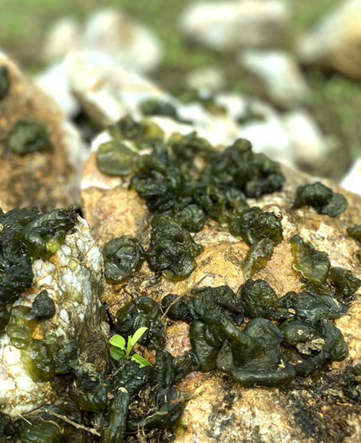 Dún đá còn được gọi với cái tên là mầm đá trong truyền thuyết. Chúng là mầm rêu mọc lên từ những tảng đá vôi trắng đặc trưng của vùng đất Ninh Bình. Dún đá được hình thành bởi nước mưa đọng lại
