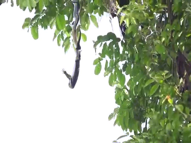 Video: Rắn hổ mang chúa đu mình trên cây để tấn công kỳ đà, liệu con mồi còn thoát chết?