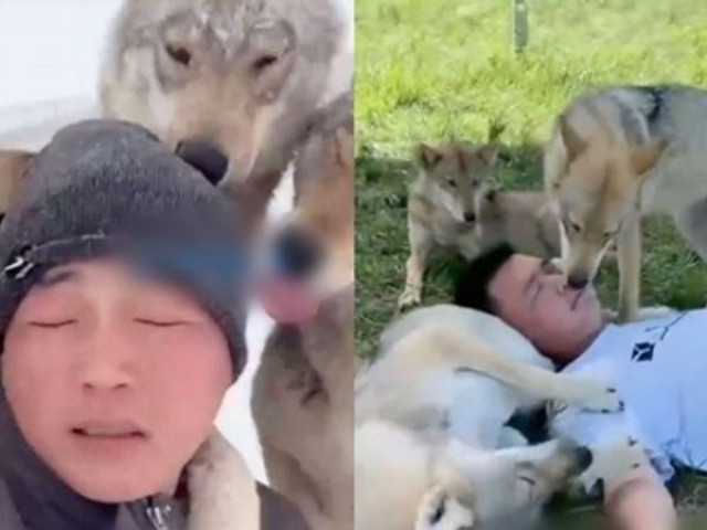 Chàng trai trở thành ”sói đầu đàn” sau 7 năm sống cùng 320 con sói