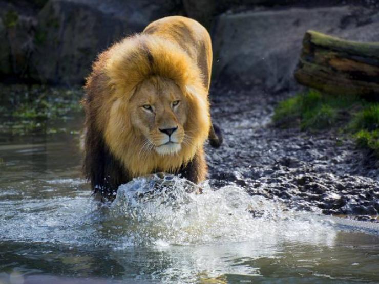 Sư tử ”thủy chiến” dưới nước với hàng loạt con mồi