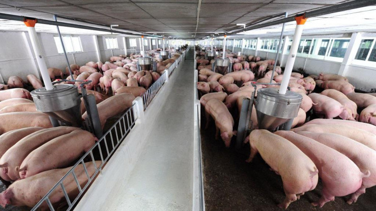 Nghịch lý: Giá thịt lợn &#34;rơi tự do&#34; dù đang trong cao điểm tiêu thụ Tết - 1