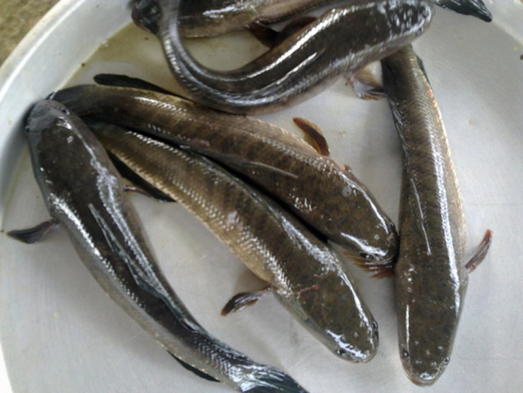 Cá lóc đồng là loại cá quen thuộc ở các vùng quê Việt Nam
