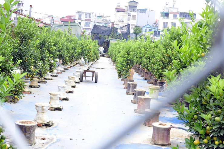 Hà Nội: Dân buôn rục rịch mua quất Tết, chủ vườn tất bật chuẩn bị nguồn cung - 1