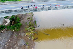 Cây cầu nguy hiểm nhất Costa Rica, bên dưới đầy cá sấu khiến du khách phấn khích ngắm