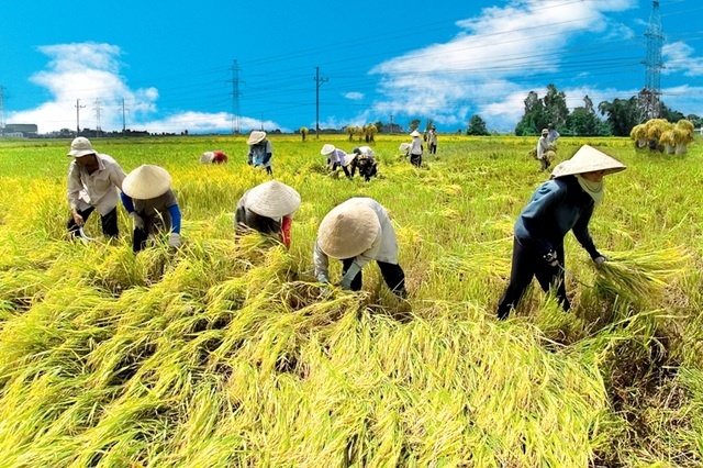 Ra mắt sản phẩm &#34;Bảo hiểm Chỉ số thời tiết&#34; đầu tiên tại Việt Nam dành cho nông dân trồng lúa - 4