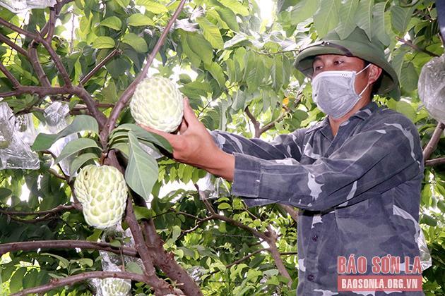 Hướng tới trung tâm phát triển nông nghiệp ứng dụng công nghệ cao vùng Tây Bắc - 4